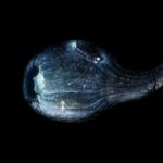 Samorost 3 download